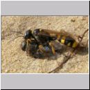 Mellinus arvensis - Kotwespe w07 mit Fliege.jpg